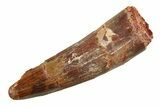 Fossil Spinosaurus Tooth - Feeding Worn Tip #351575-1